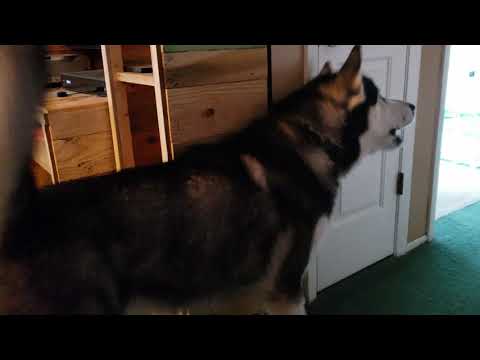 Malamute Viciously Tries To Save Dad From Towel Monster!