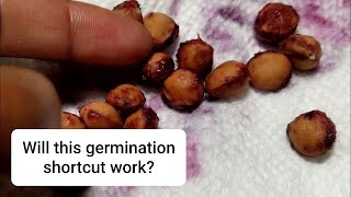 Trying to grow cherry trees fast from seed: a germination experiment