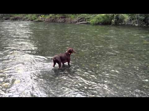 Pudelpointer Salmon Hunting