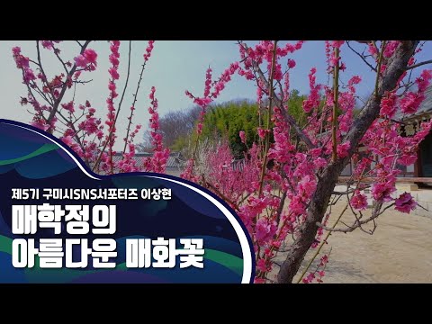 구미시SNS서포터즈_매학정의 아름다운 매화꽃