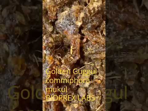 Pure Guggal Gum, Packaging Type: Drum, Pack Size: 25 Kg