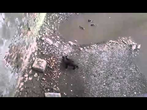 Cinghiale Savona Letimbro