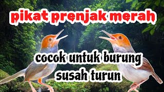 Download lagu PIKAT PRENJAK MERAH SUSAH TURUN | suara prenjak merah jantan dan betina mp3