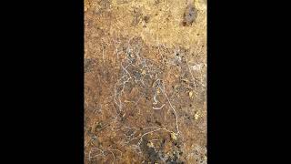 Robbie Williams Millennium Reverse