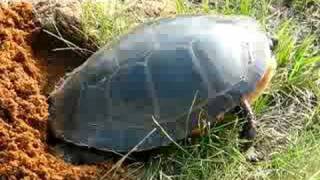 preview picture of video 'Turtle Laying Eggs...(WARNING: EXPLICIT LANGUAGE)'