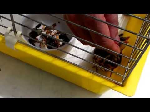 Kleine Baby Drossel freut sich über ihre menschlichen Freunde und hat großen Hunger :-) 2