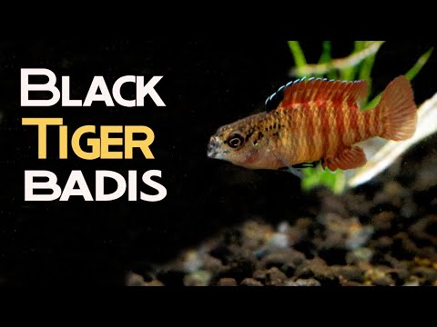 All About Black Tiger Badis (Dario dario sp Myanmar): The Teeniest Tiger.