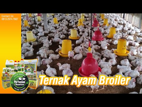 Latihan pembesaran penis Makanan berguna untuk meningkatkan potensi