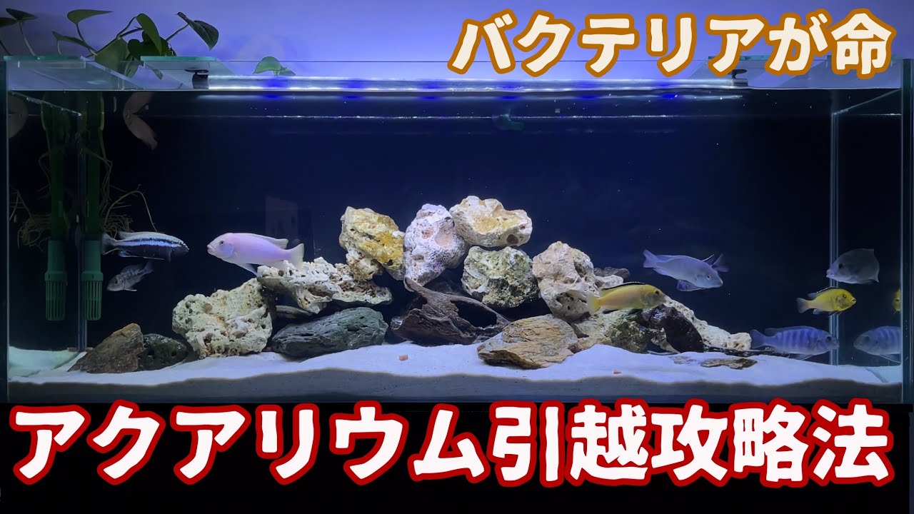 【実録】水槽立ち上げ直後7日でフルに熱帯魚導入ってアリ？/引越アクアリウムは、『既存ろ材』の移植にあり！改めて凄いと思ったエーハイム外部濾過フィルター