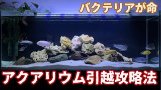 【実録】水槽立ち上げ直後7日でフルに熱帯魚導入ってアリ？/引越アクアリウムは、『既存ろ材』の移植にあり！改めて凄いと思ったエーハイム外部濾過フィルター