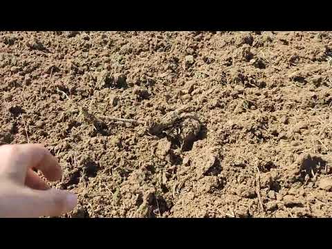 20.04.2023 walka z perzem metodami ekologicznymi