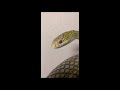 Flawless King Rat Snake(Elaphe Carinata Yonaguniensis) in a bad mood ヨナグニシュウダ不機嫌