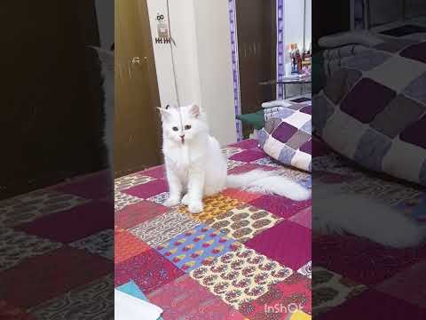 Stick Game #video #viral #flufy kitten #animal #happy birthday #musa tanveer #video #viral