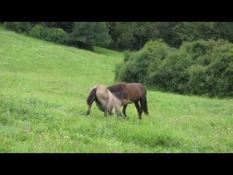 FillyCamp - Hengstspiele bei den Jährlingshengsten