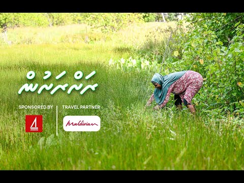 ހައި ދަނޑު: ފިޔޯރީގައި ކުރިލާ ހެދޭ ރަނެއް