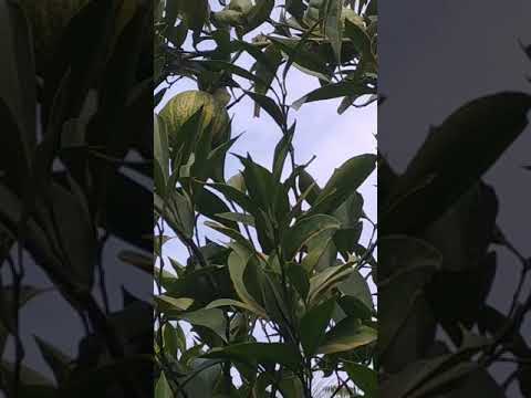 practical day | Nature | Fruits | PSE | Chinar Courts | Beauty