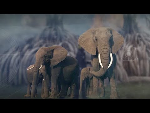 Arab Today- Can China’s ban on ivory trade save elephants?