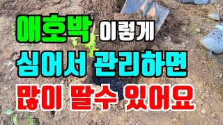 애호박 잘달리게 심는방법과 관리방법 모종 한개만 심어보세요