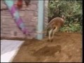 Zoboomafoo Grow Zoboo Grow HQ Part 2 2