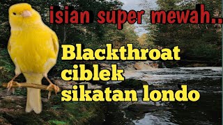 Download lagu Masteran kenari isian super mewah blackthroat cibl... mp3