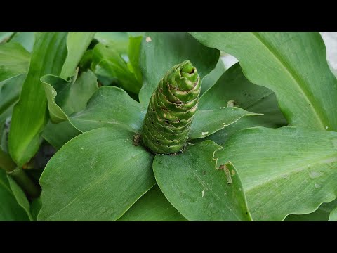 The world's most powerful and rare herb