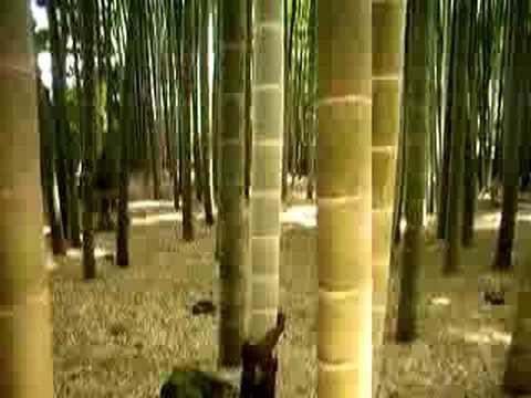 Bambus Hain erklaert vom Futzi