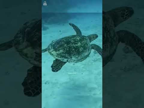 😱 ஆமையின் பரிசு 💥 #animals #funnyanimal #story #shorts