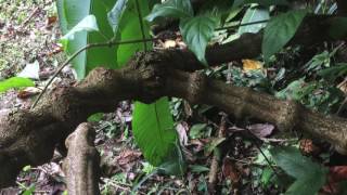 Sweet Sol (Sound of Light, DIAMANTE book, No. 56)