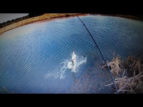 Gedde Fiskeri med Spin & Deadbait # Sæsonens Sidste Tur