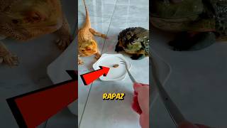 SAPÃO Tentou INTIMIDAR o CALANGO, Mas... (créditos: 大兵爬宠/dabing871898 no Douyin)