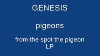 GENESIS-pigeons