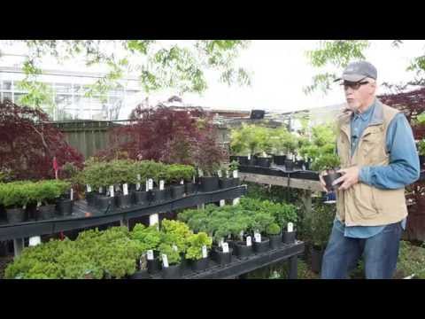 Plant City Bonsai June 2015