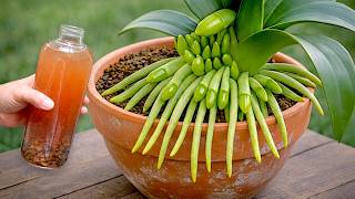 Pour one bottle on top! All orchids that aren't flowering will immediately bloom year round.