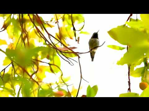 Anna's Hummingbird growling 10/8/2020
