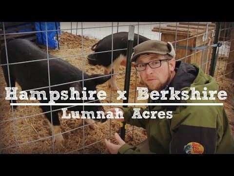 Hampshire x Berkshire Pigs with Lumnah Acres