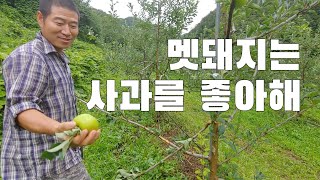 멧돼지는 사과를 좋아해.. 그래도 이젠 그만와줘. 또 오면 잡을지도 몰라