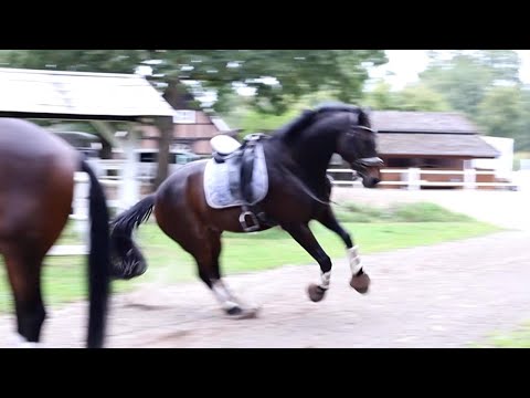 REITUNFALL im Gelände - Alleine ausreiten zu gefährlich?