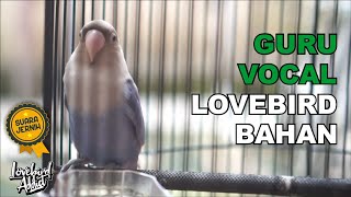 Download lagu Pancingan Lovebird Pagi Dan Sore Hari Efektif Jadikan Lovebird Cepat Respon Ngetik Ngekek mp3