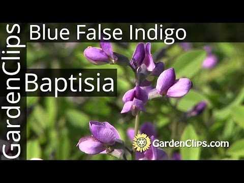 download lagu mp3 mp4 Indigo Bush Facts, download lagu Indigo Bush Facts gratis, unduh video klip Indigo Bush Facts