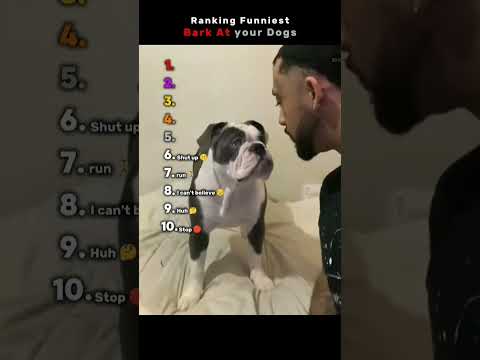 Funniest Bark at Your Dog Moments🤣🤣  #funny #dogs #shorts #fyp #dog