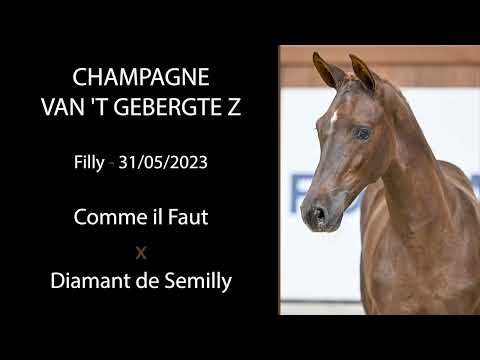 Champagne van 't Gebergte Z (Comme Il Faut x Diamant de Semilly)