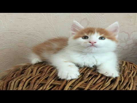 Best  nice cat   . babies