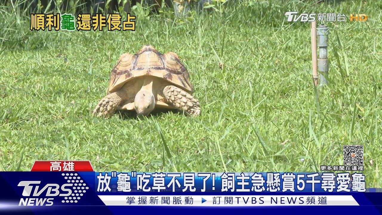 蘇卡達象龜「逃家」!伯路過載走 因1動作免責