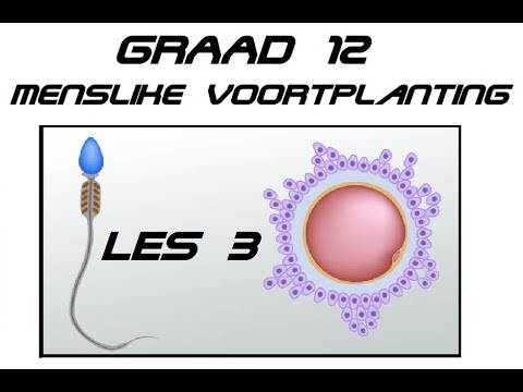 Lewenswetenskappe GR12 Menslike Voortplanting Les3