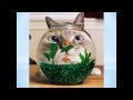 Funny Cats Photo Slideshow Videos - Super Cool Funny Cat Images