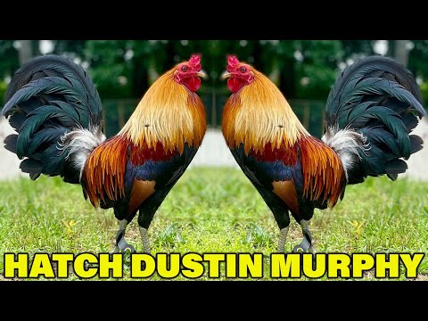Dustin Murphy Beautiful Birds Hatch Albany NEXGEN FARM