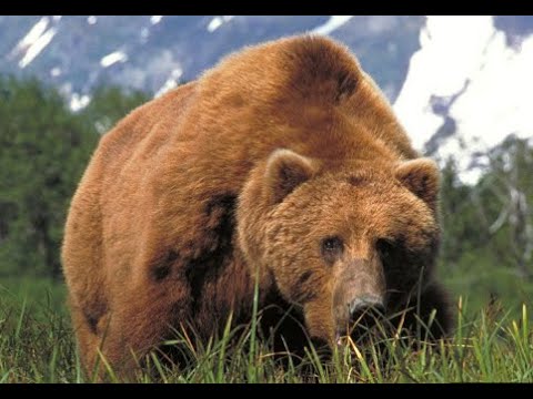Top 5 Brown Bear Cartridges