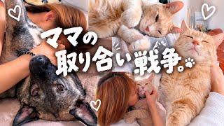     【保護犬】いととにゃんず、全員ママっ子です