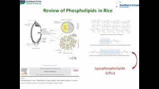 Searching for a rice to control diabetes
