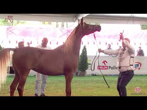 N97 ESCOTIA - 2020 PRIDE OF POLAND - 42nd Arabian Horse National Show - 4-6 Years Old Mares (Cla...
